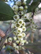 NbNŊg\ ( .jpg / 36.7KB )