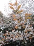 NbNŊg\ ( .jpg / 59.2KB )