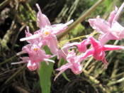 NbNŊg\ ( .jpg / 43.9KB )