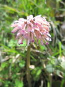 NbNŊg\ ( .jpg / 38.3KB )