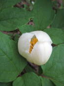 NbNŊg\ ( .jpg / 27.8KB )