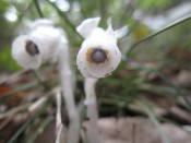 NbNŊg\ ( .jpg / 27.2KB )