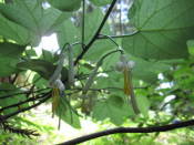 NbNŊg\ ( .jpg / 43.2KB )