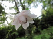 NbNŊg\ ( .jpg / 30.8KB )