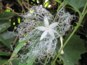 NbNŊg\ ( .jpg / 46.6KB )