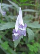 NbNŊg\ ( .jpg / 43.0KB )