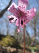 NbNŊg\ ( .jpg / 41.9KB )