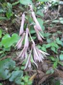 NbNŊg\ ( .jpg / 58.6KB )