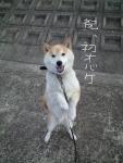 クリックで拡大表示 ( .jpg / 122.3KB )