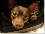 �N���b�N�Ŋg��\�� ( JPEG / 33.4KB / 500�~375 )